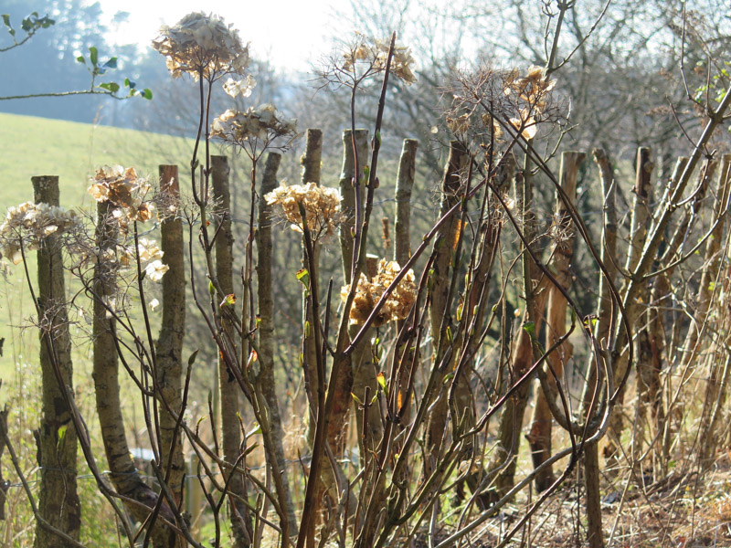 Hydrangea macrophylla frostskade-2