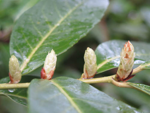 Prunus laurocerasus-38