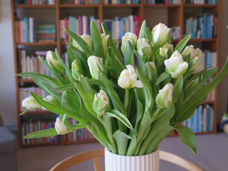 Tulipaner i vase-2-2