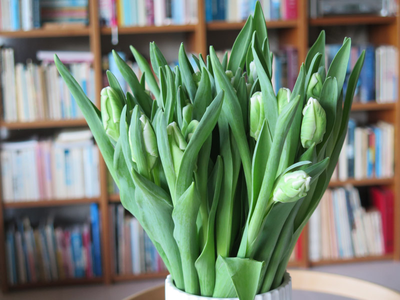 Tulipaner i vase-3