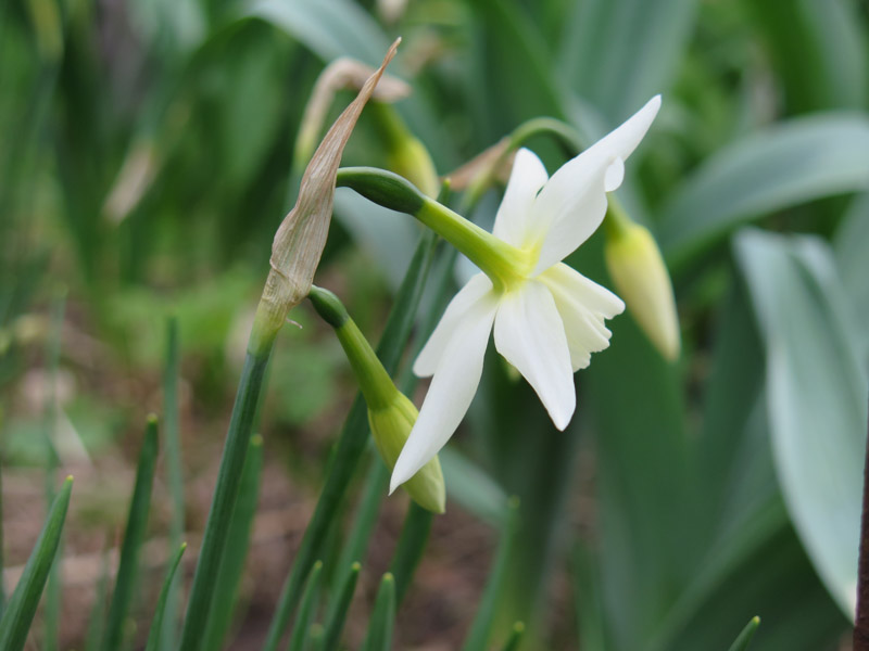 Narcissus Thalia-18