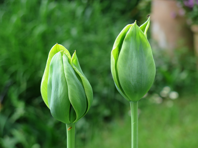 Tulipa Evergreen-1