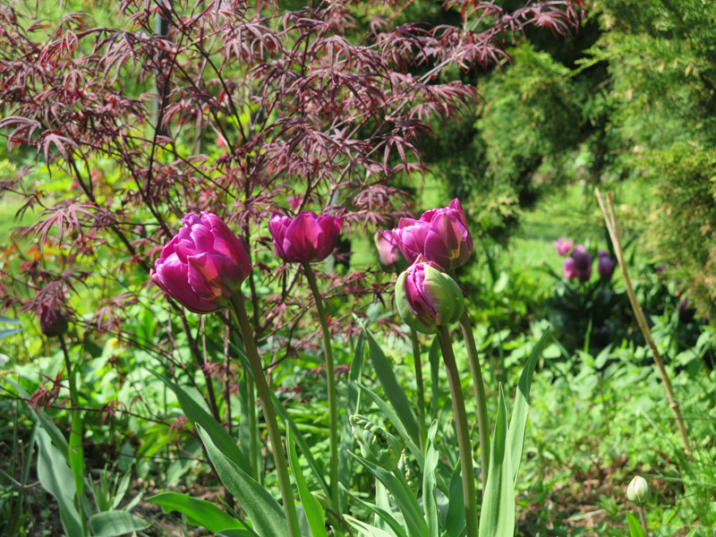 Tulipa Negrita-6