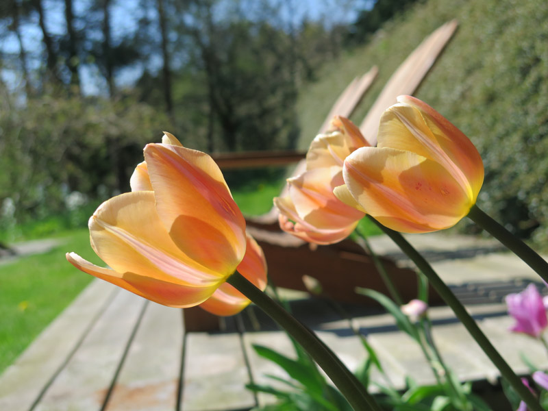 Tulipa Orange Rosalie-4