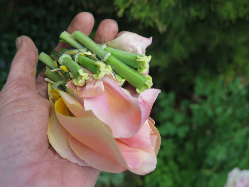 Tulipa deadheading-6