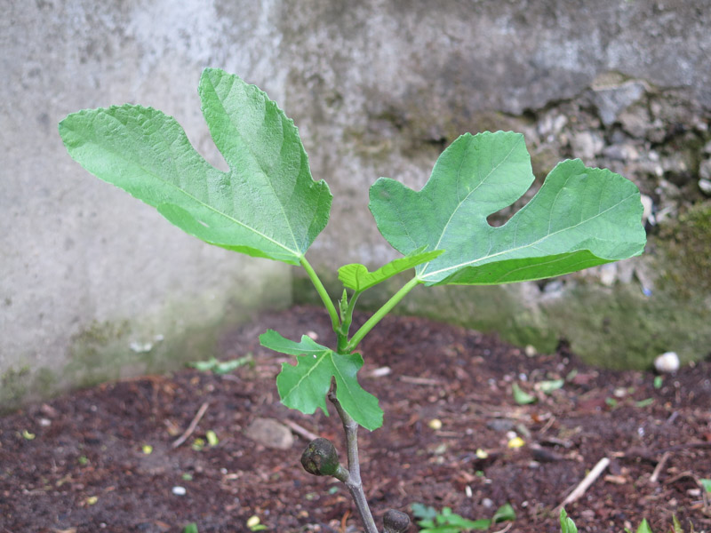 Ficus carica Røsnæs-5