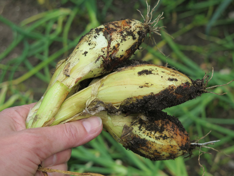 Allium Bananløg-1