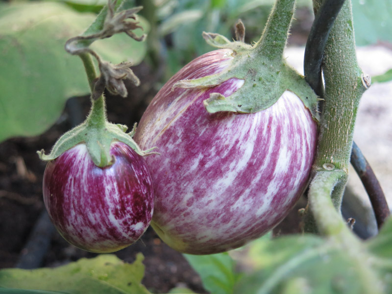 Solanum melongena-10