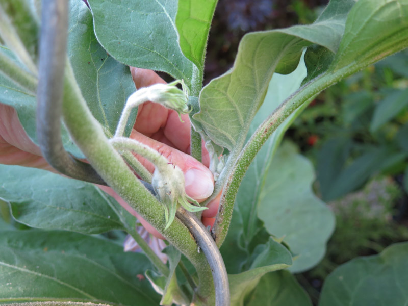 Solanum melongena-12