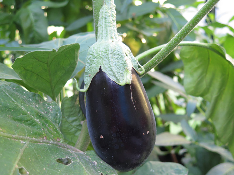 Solanum melongena-7